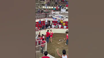 Rooster Fight In Cuenca Batangas Zakirpchef Janshoney Shorts Philippines Rooster 