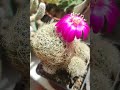 Sulcorebutia. #cactus #ukraine #flowers #nature #succulent