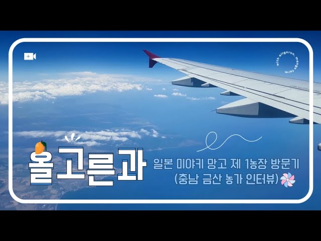 충남 금산 농가(2) - 올고른 일본 미야키 망고 농장 방문/체험기
