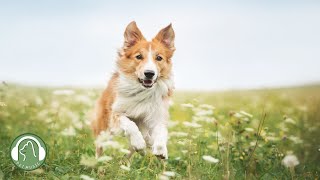 Music for calming and sleeping dogs🐶Anxiety and stress relief music🎵Dog favorite music. by My Pet Music 25,690 views 7 months ago 10 hours, 35 minutes