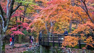 Autumn in Seoul, Korea. Maple Leaf Paradise in Naejangsan National Park. 韓國首爾秋天美景, 楓葉天堂白羊寺和內藏山公園2019
