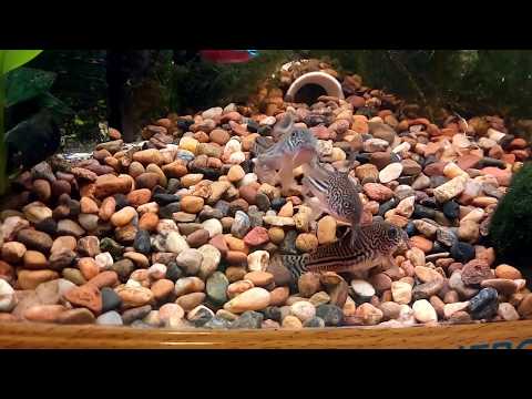 Нерест сомик леопардовый Corydoras trilineatus