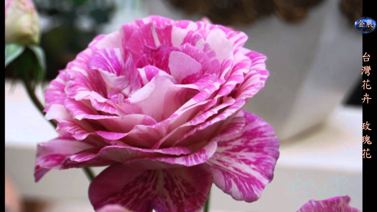 台灣花卉之美 玫瑰花 Rose Youtube