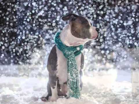 Smokie — Smokie - Christmas forever