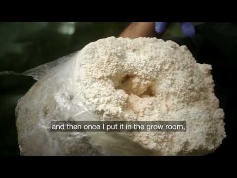 Lion's Mane, Start to Finish | Inside Southwest Mushrooms