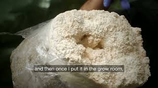 Lion's Mane, Start to Finish | Inside Southwest Mushrooms