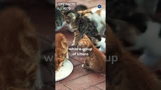 570. Beyond "Meow": Fun Facts About Cat Group Names!