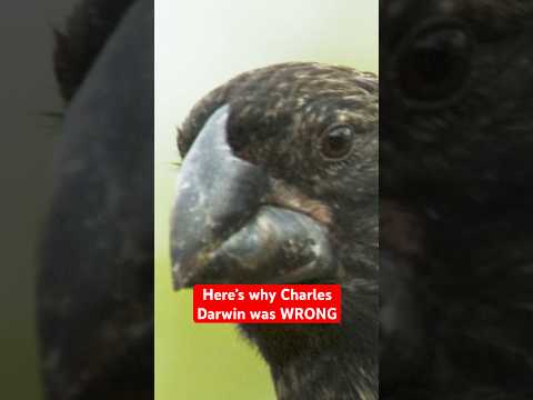 Christian DESTROYS Darwinian Evolution #shorts