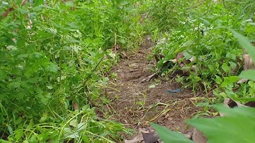 Bẫy chim cút không cần mồi cực kỳ hiệu quả