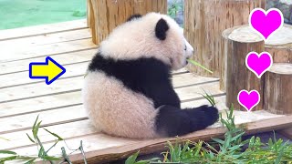 Cute back view of a panda【Panda cub Fuhin + Panda Saihin】