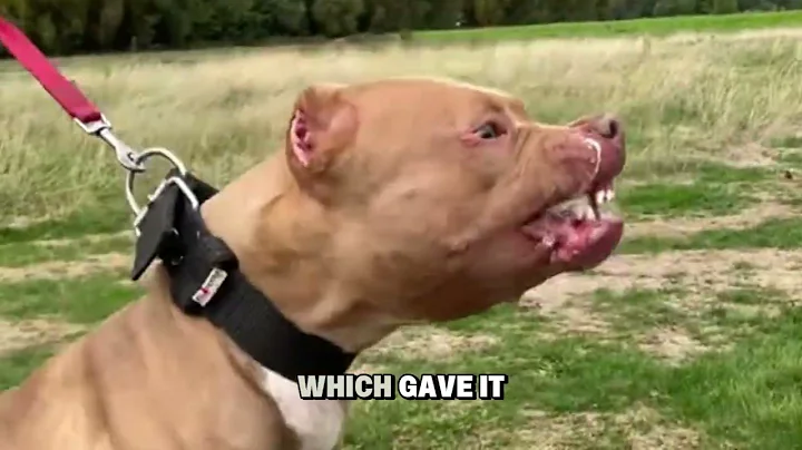 World’s Most Aggressive Dogs Ranked 1 to 4