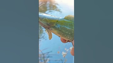 Câu được cá trê vàng ở mương nước gần cầu An Hạ Hốc môn. #cuoccauca