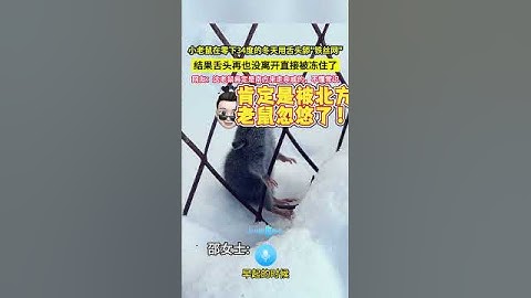 小老鼠在零下34度的冬天用舌頭舔"鐵絲網"，結果舌頭再也沒離開直接被凍住了，網友：這老鼠肯定是南方來走親戚的，不懂常識！