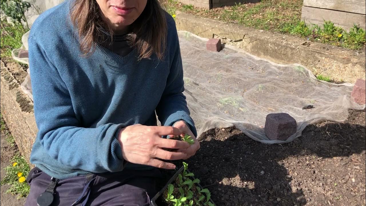 How to remove seedlings from module trays YouTube