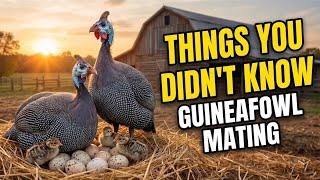 12 Things You Didn't Know About GUINEA FOWL Reproduction 🪶