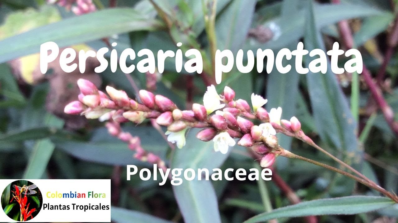 Откройте для себя невероятную Персикария точечная и ее секреты