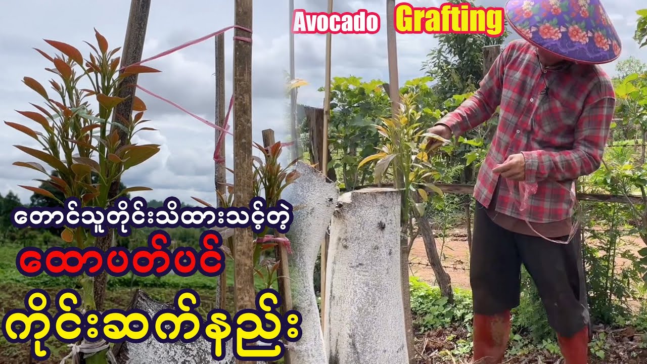 How to graft Avocado | တောင်သူတိုင်းသိထားသင့်တဲ့ ထောပတ်ကိုင်းဆက်နည်း နှင့် လျှို့ဝှက်ချက်များ