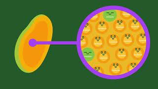 Discover Internal Flesh Color of Fresh Mangos