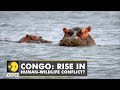 Congo: Rise in Human-Wildlife conflict? At least 7 killed by Hippos since 2019 | English News