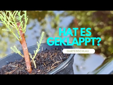 Tamarisken-Steckling bewurzelt? So erkennst du den Erfolg