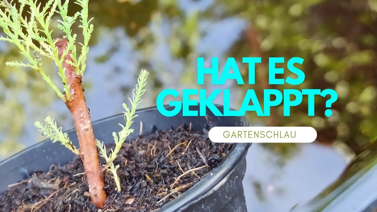 Tamarisken-Steckling bewurzelt? So erkennst du den Erfolg