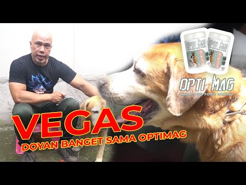 Video: Kebutuhan Gizi Anjing Tua