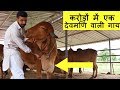 करोड़ों में एक देव मणि वाली गाय | Rare Gir cow with Devmani found one in millions