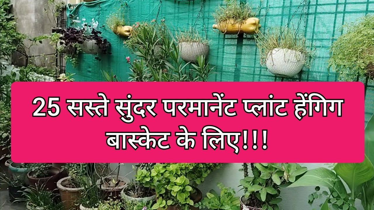 25 Permanent Low Maintenance Plants for Hanging Basket YouTube