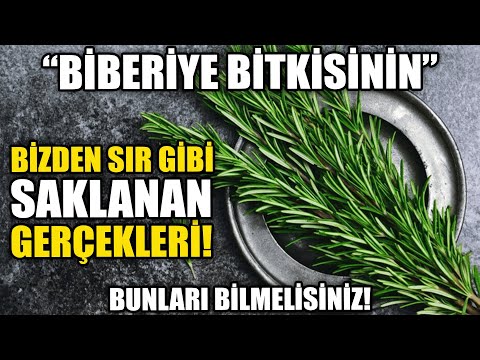 Video: Biberiyem Hasta mı: Biberiye Bitkilerinin Yaygın Hastalıkları Hakkında Bilgi Edinin