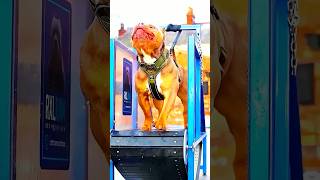 Pitbull Vs Tiger German Shepherd Ki Fight