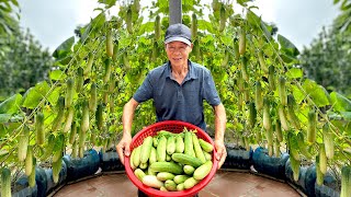 The Secret To Making A Climbing Trellis Helps Double Yield Of Cucumbers, Easy At Home