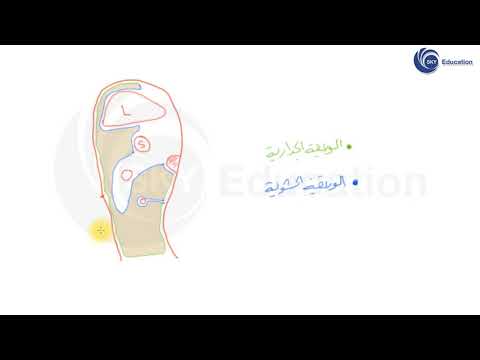 ما هو البريتوان (الصفاق) Peritoneum | الفصل السادس