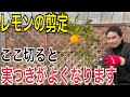 【３月は超重要！】レモンの剪定は今がベストなタイミングです！正しい切り方を実践で解説します！【ガーデニング】【園芸】