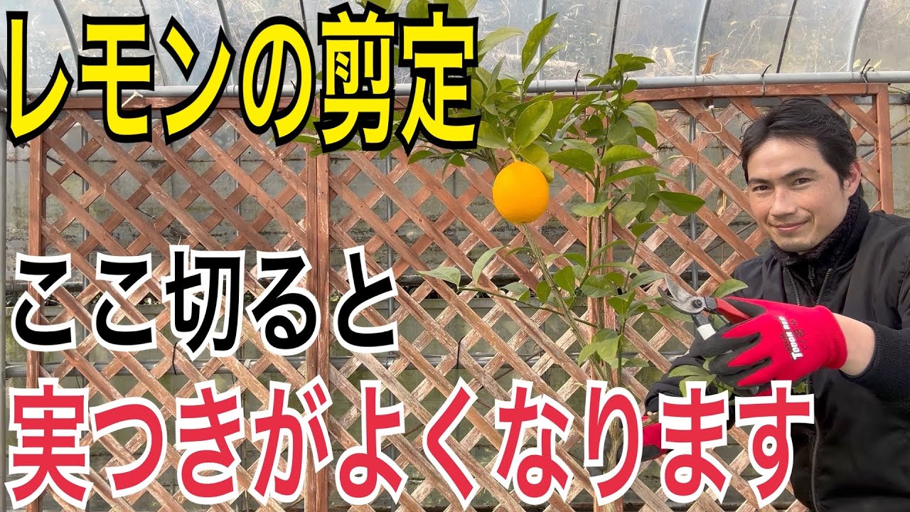 March is super important!] Now is the best time to prune lemon
