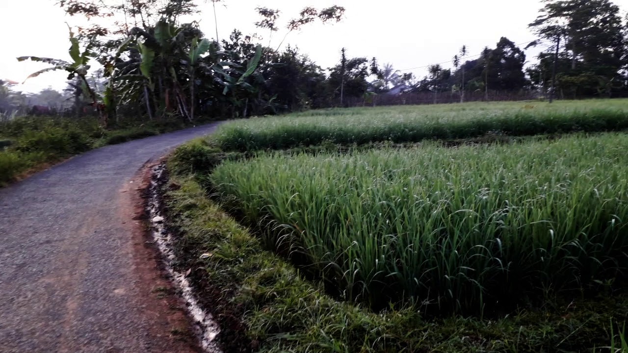 Pagi yang indah... - YouTube