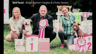 Sporting &amp; Pitbull-show in Moscow &quot;Golden Cup - 2016&quot;, моно АПБТ Золотой Кубок - 2016