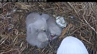 Three baby eaglets' first group feeding!