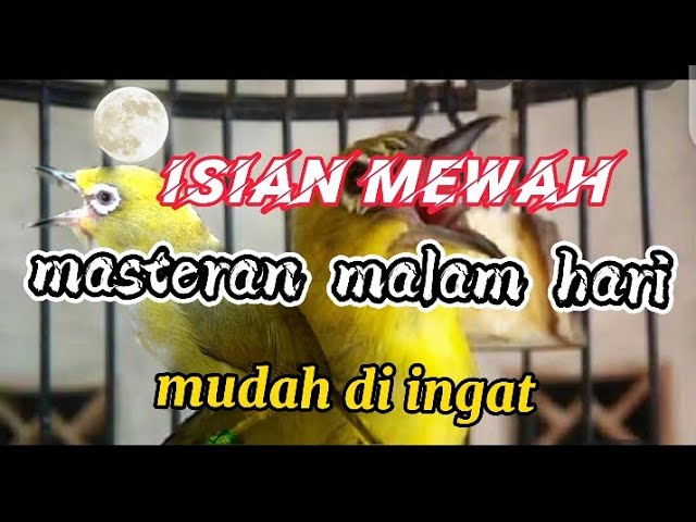 masteran pleci malam hari dan pagi hari isian mewah ziper sikatan Londo dan kenarian. super dorr class=