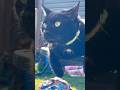 Cute Cats Being Absolutely Adorable! | Funny Cat Video | Cat Cuteness Overload #catshorts #cats