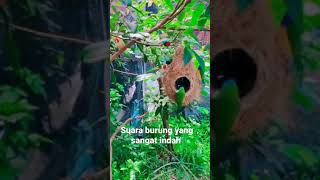 Suara Burung Yang Sangat Bagus