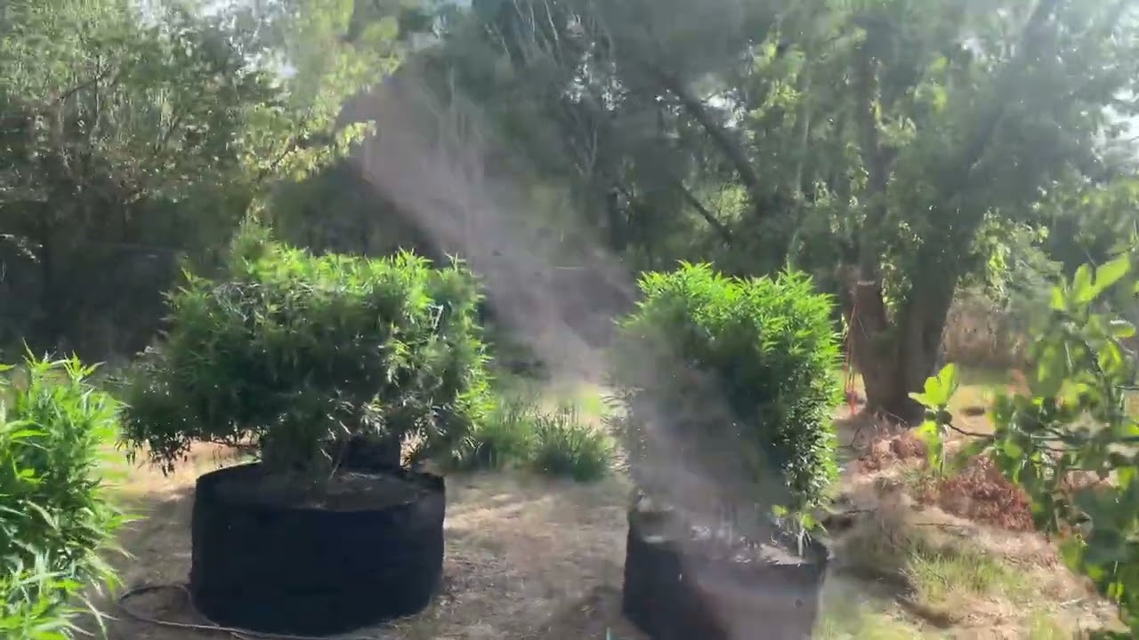 2022 outdoor weed grow