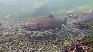 Chinook Salmon Returning to Spawn Autumn  2020