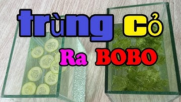 ✅ Làm trùng cỏ từ nước hồ cá cũ - xuất hiện luôn bobo