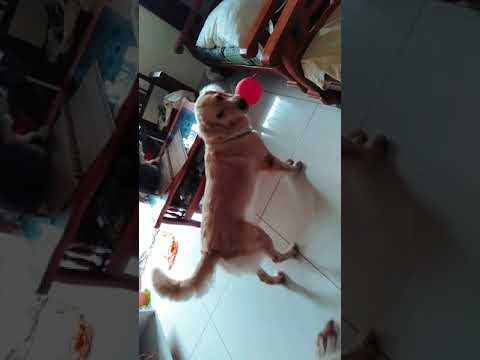 My dog Suzi is fond of balloons.#shorts