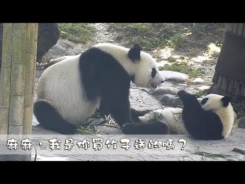 《熊貓早晚安》麻麻我是妳買竹子送的嗎？ | iPanda