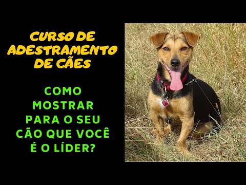 Curso de Adestramento de Cães - Como Mostrar Para o Seu Cão Que Você é o Líder?