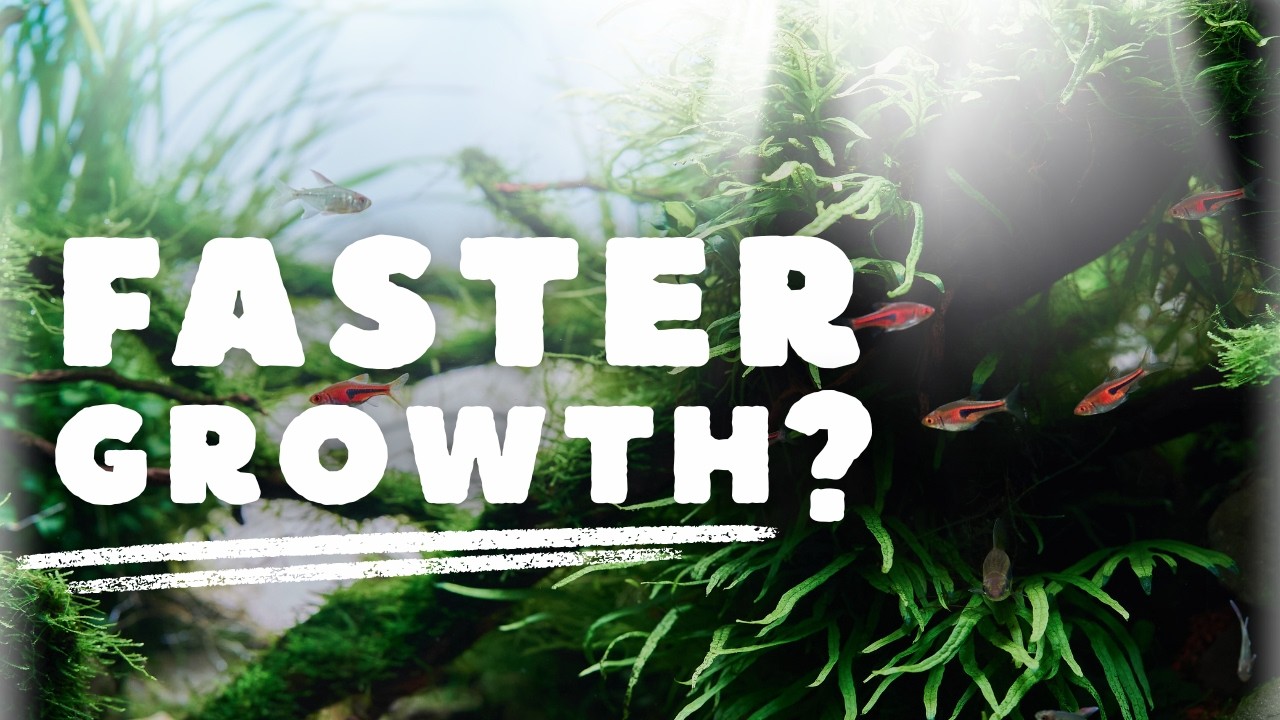 Affordable Planted Tank Lighting That Actually Grows Plants