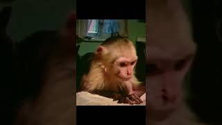 Dora the Explorer's Dark Secret | Fictional Story #monkey #horror
