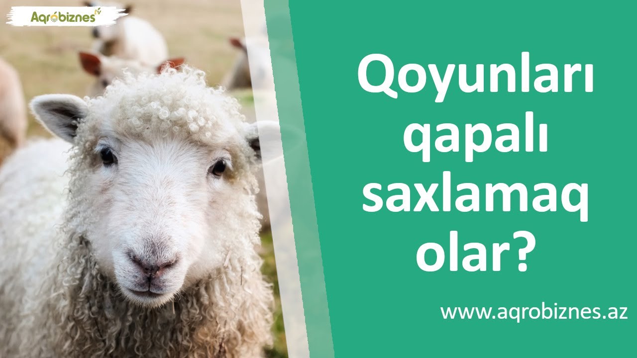 Qoyunları qapalı saxlamaq olar?