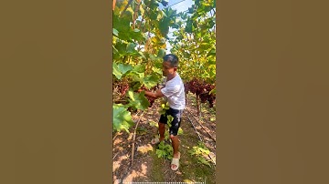 grapes tree pruning #grapenation #grapecare #grape #grapevinecare #grapepruning